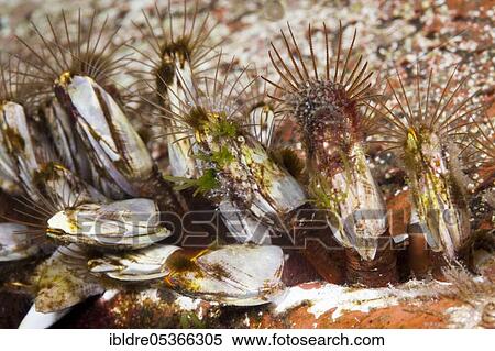 Stock Photography - Barnacles (Lepas anatifera) on hull, Florida Islands, Solomon Islands, Oceania. Fotosearch