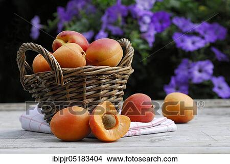 Picture - Basket with apricots ( Ribes rubrum) apricot, apricot. Fotosearch