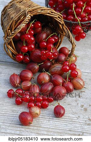 Stock Image - Basket with Gooseberriesand Redcurrants ( Ribes uva-crispa), ( Ribes rubrum). Fotosearch