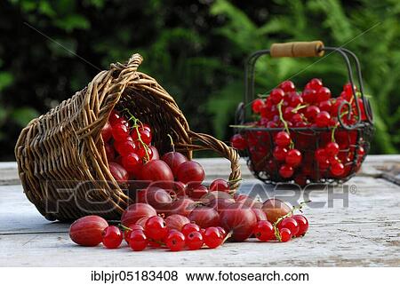 Stock Photo - Basket with Gooseberriesand Redcurrants ( Ribes uva-crispa), ( Ribes rubrum). Fotosearch