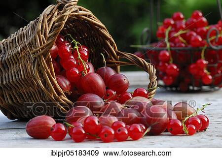 Basket with Gooseberriesand Redcurrants ( Ribes uva-crispa), ( Ribes rubrum) View Large Photo Image Stock Photo - Basket with Gooseberriesand Redcurrants ( Ribes uva-crispa), ( Ribes rubrum). Fotosearch