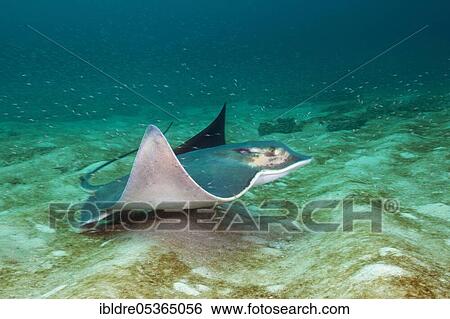 Bat ray (Myliobatis californica), Cabo Pulmo National Park, Baja California Sur, Mexico, Central America View Large Photo Image Stock Photograph - Bat ray (Myliobatis californica), Cabo Pulmo National Park, Baja California Sur, Mexico, Central America. Fotosearch