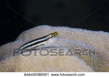 Baths combtooth, Ecsenius bathi, Russell Islands, Solomon Islands, Oceania View Large Photo Image Stock Image - Baths combtooth, Ecsenius bathi, Russell Islands, Solomon Islands, Oceania. Fotosearch