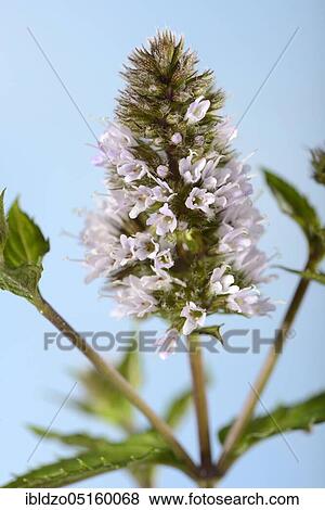 Stock Photo - Bavarian peppermint, Eichenau variety (Mentha x piperita var. piperita). Fotosearch