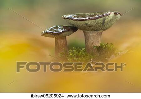 Picture - Bay bolete (Boletus badius) Lower Saxony, Germany, Europe. Fotosearch