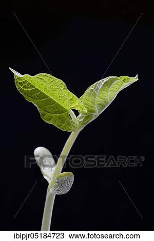 Stock Image - Bean( Phaseolus vulgaris), seedling, seedling of bean, cotyledon. Fotosearch