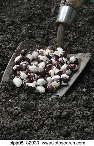 Stock Image - Beans, monastery woman's variety, on shovel, string beans ( Phaseolus vulgaris). Fotosearch