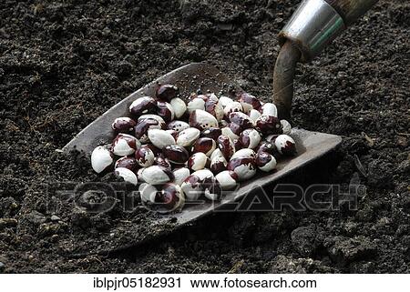 Beans, monastery woman's variety, on shovel, string beans ( Phaseolus vulgaris) View Large Photo Image Stock Image - Beans, monastery woman's variety, on shovel, string beans ( Phaseolus vulgaris). Fotosearch