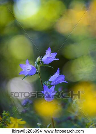 Picture - Bearded bellflower (Campanula barbata) Lower Saxony, Germany, Europe. Fotosearch