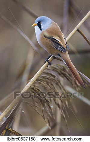 Bearded reedling (Panurus biarmicus), male, Germany, Europe View Large Photo Image Stock Image - Bearded reedling (Panurus biarmicus), male, Germany, Europe. Fotosearch
