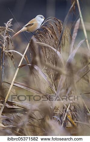 Bearded reedling (Panurus biarmicus), female, Germany, Europe View Large Photo Image Stock Image - Bearded reedling (Panurus biarmicus), female, Germany, Europe. Fotosearch