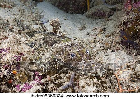 Picture - Beaufort's crocodile fish (Cymbacephalus beauforti), Marovo Lagoon, Solomon Islands, Oceania. Fotosearch