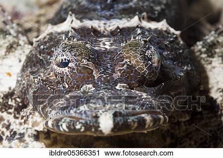 Beaufort's crocodile fish (Cymbacephalus beauforti), Marovo Lagoon, Solomon Islands, Oceania View Large Photo Image Stock Image - Beaufort's crocodile fish (Cymbacephalus beauforti), Marovo Lagoon, Solomon Islands, Oceania. Fotosearch