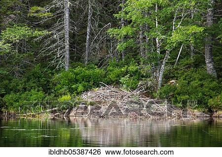 Beaver Castle, Sandy Bottom Lake, West Springhill, Nova Scotia, Canada, North America View Large Photo Image Stock Photograph - Beaver Castle, Sandy Bottom Lake, West Springhill, Nova Scotia, Canada, North America. Fotosearch