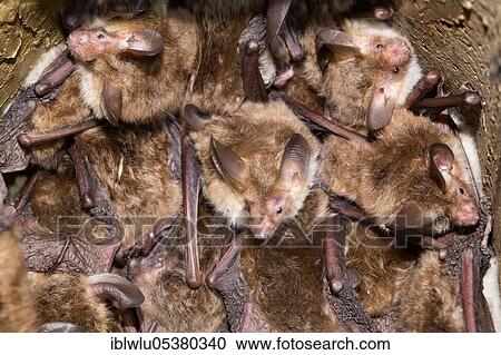 Bechstein's bat (Myotis bechsteinii), bird nesting box View Large Photo Image Stock Image - Bechstein's bat (Myotis bechsteinii), bird nesting box. Fotosearch