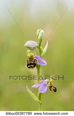 Bee Ragwort (Ophrys apifera), Lower Saxony, Germany, Europe View Large Photo Image Stock Photo - Bee Ragwort (Ophrys apifera), Lower Saxony, Germany, Europe. Fotosearch