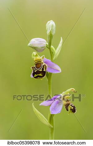 Stock Photo - Bee Ragwort (Ophrys apifera), Lower Saxony, Germany, Europe. Fotosearch