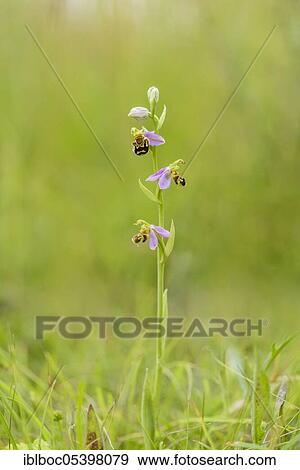Stock Photo - Bee Ragwort (Ophrys apifera), Lower Saxony, Germany, Europe. Fotosearch