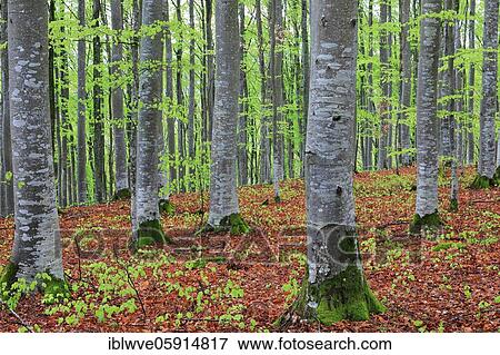 Beech, beech family (Fagaceae) (Fagus) Beech forest, fresh green, new leaves, Leibertingen, Upper Danube nature park Park, Baden-Württemberg, Germany, Europe View Large Photo Image Stock Photo - Beech, beech family (Fagaceae) (Fagus) Beech forest, fresh green, new leaves, Leibertingen, Upper Danube nature park Park, Baden-Württemberg, Germany, Europe. Fotosearch