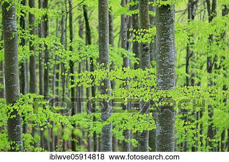 Stock Photo - Beech, beech family (Fagaceae) (Fagus) Beech forest, fresh green, new leaves, Leibertingen, Upper Danube nature park Park, Baden-Württemberg, Germany, Europe. Fotosearch