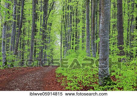 Beech, beech family (Fagaceae) (Fagus) Beech forest, fresh green, new leaves, forest path, Leibertingen, Upper Danube nature park Park, Baden-Württemberg, Germany, Europe View Large Photo Image Stock Photography - Beech, beech family (Fagaceae) (Fagus) Beech forest, fresh green, new leaves, forest path, Leibertingen, Upper Danube nature park Park, Baden-Württemberg, Germany, Europe. Fotosearch