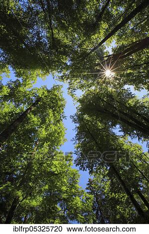 Stock Image - Beech, copper beech, Fagus sylvaticia, Switzerland, Europe. Fotosearch