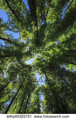 Stock Image - Beech, copper beech, Fagus sylvaticia, Switzerland, Europe. Fotosearch
