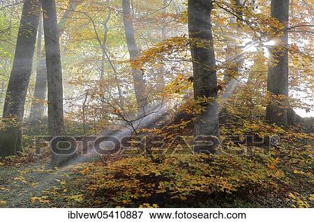 Beech (Fagus) Upper Danube nature park Park, Baden-Württemberg, Germany, Europe View Large Photo Image Stock Photo - Beech (Fagus) Upper Danube nature park Park, Baden-Württemberg, Germany, Europe. Fotosearch
