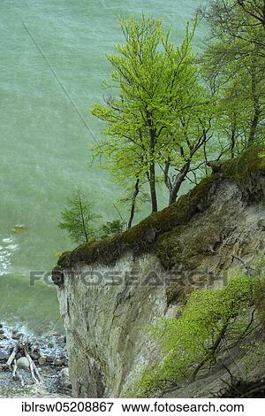 Beech forest, chalk cliffs, chalk coast, Jasmund National Park, Baltic Sea, Rügen, Wissower Klinken, Mecklenburg-Vorpommern, Germany, Europe View Large Photo Image Stock Photo - Beech forest, chalk cliffs, chalk coast, Jasmund National Park, Baltic Sea, Rügen, Wissower Klinken, Mecklenburg-Vorpommern, Germany, Europe. Fotosearch