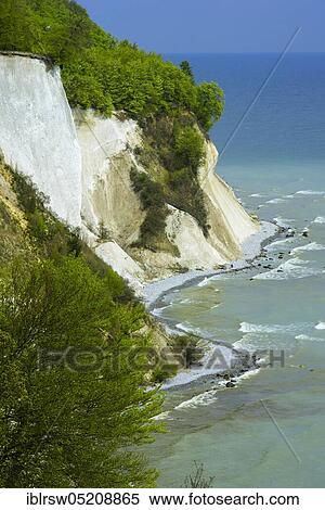 Beech forest, chalk cliffs, chalk coast, Jasmund National Park, Baltic Sea, Rügen, Wissower Klinken, Mecklenburg-Vorpommern, Germany, Europe View Large Photo Image Stock Photography - Beech forest, chalk cliffs, chalk coast, Jasmund National Park, Baltic Sea, Rügen, Wissower Klinken, Mecklenburg-Vorpommern, Germany, Europe. Fotosearch
