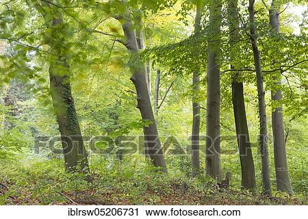 Beech forest, Dammer Berg, Oldenburger Münsterland, Lower Saxony, Germany, Europe View Large Photo Image Stock Image - Beech forest, Dammer Berg, Oldenburger Münsterland, Lower Saxony, Germany, Europe. Fotosearch