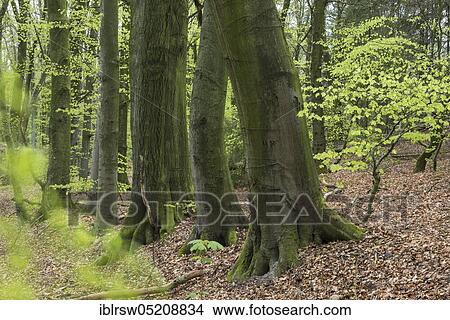 Beech forest, Dammer Berge, County of Vechta, Oldenburger Münsterland, Lower Saxony, Germany, Europe View Large Photo Image Picture - Beech forest, Dammer Berge, County of Vechta, Oldenburger Münsterland, Lower Saxony, Germany, Europe. Fotosearch
