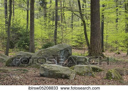 Beech forest, Dammer Berge, Grossteingrab, County Vechta, Oldenburger Münsterland, Lower Saxony, Germany, Europe View Large Photo Image Stock Image - Beech forest, Dammer Berge, Grossteingrab, County Vechta, Oldenburger Münsterland, Lower Saxony, Germany, Europe. Fotosearch