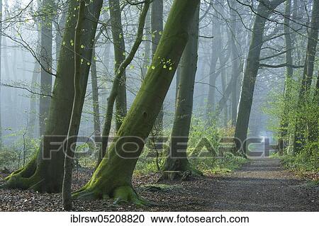 Beech forest, Füchteler Wald, Vechta County, Oldenburger Münsterland, Lower Saxony, Germany, Europe View Large Photo Image Stock Image - Beech forest, Füchteler Wald, Vechta County, Oldenburger Münsterland, Lower Saxony, Germany, Europe. Fotosearch