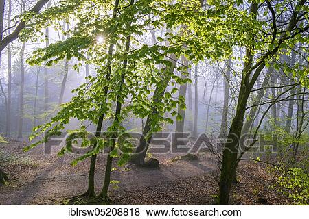Beech forest, Füchteler Wald, Vechta County, Oldenburger Münsterland, Lower Saxony, Germany, Europe View Large Photo Image Stock Photo - Beech forest, Füchteler Wald, Vechta County, Oldenburger Münsterland, Lower Saxony, Germany, Europe. Fotosearch