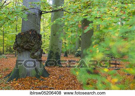Stock Photo - Beech forest, Hasbruch bei Hude, Oldenburger Land, Lower Saxony, Germany, Europe. Fotosearch