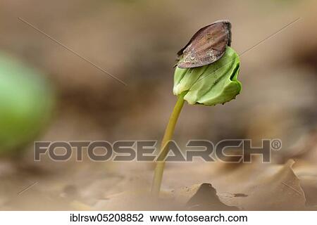 Stock Image - Beech seedling (Fagus sylvatica), Buchecker, Rügen, Mecklenburg-Western Pomerania, Germany, Europe. Fotosearch