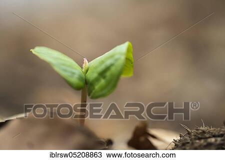 Beech seedling (Fagus sylvatica), Buchecker, Rügen, Mecklenburg-Western Pomerania, Germany, Europe View Large Photo Image Stock Image - Beech seedling (Fagus sylvatica), Buchecker, Rügen, Mecklenburg-Western Pomerania, Germany, Europe. Fotosearch