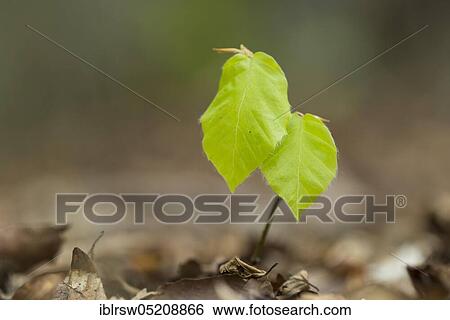 Beech seedling (Fagus sylvatica), Buchecker, Rügen, Mecklenburg-Western Pomerania, Germany, Europe View Large Photo Image Stock Photograph - Beech seedling (Fagus sylvatica), Buchecker, Rügen, Mecklenburg-Western Pomerania, Germany, Europe. Fotosearch