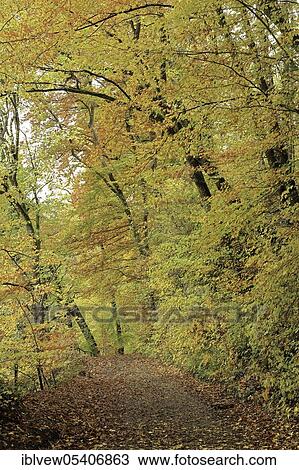 Beeches (Fagus) Inzigkofen, Upper Danube nature park Park, Baden-Württemberg, Germany, Europe View Large Photo Image Stock Image - Beeches (Fagus) Inzigkofen, Upper Danube nature park Park, Baden-Württemberg, Germany, Europe. Fotosearch