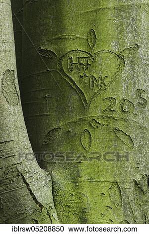 Beechwald (Fagus) Dammer Berge, County of Vechta, Oldenburger Münsterland, Lower Saxony, Germany, Europe View Large Photo Image Stock Image - Beechwald (Fagus) Dammer Berge, County of Vechta, Oldenburger Münsterland, Lower Saxony, Germany, Europe. Fotosearch