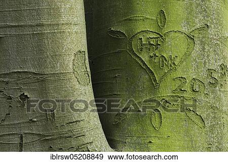 Stock Photo - Beechwald (Fagus) Dammer Berge, County of Vechta, Oldenburger Münsterland, Lower Saxony, Germany, Europe. Fotosearch