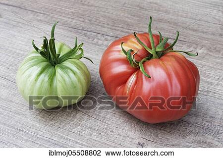 Stock Image - Beef tomato (Solanum lycopersicum). Fotosearch