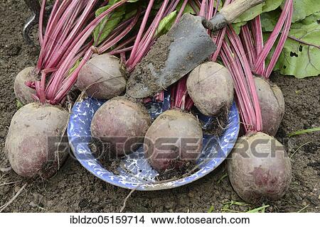Picture - Beetroot, beetroot (Beta vulgaris). Fotosearch