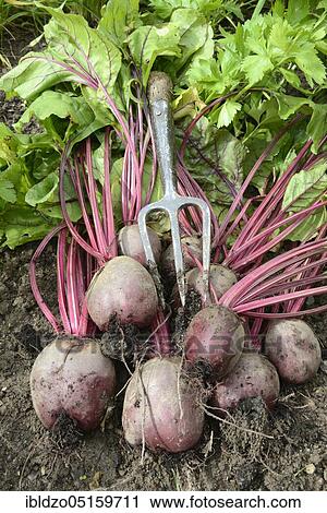 Beetroot, beetroot (Beta vulgaris) View Large Photo Image Stock Image - Beetroot, beetroot (Beta vulgaris). Fotosearch