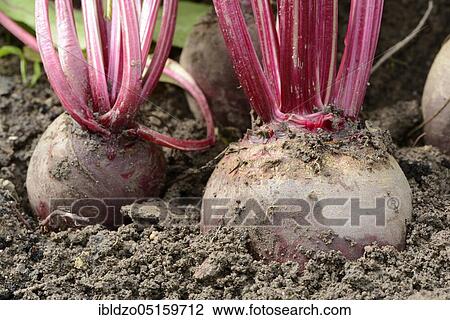 Beetroot, beetroot (Beta vulgaris) View Large Photo Image Stock Image - Beetroot, beetroot (Beta vulgaris). Fotosearch