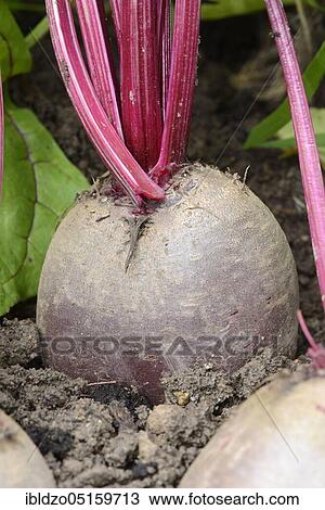 Beetroot, beetroot (Beta vulgaris) View Large Photo Image Stock Image - Beetroot, beetroot (Beta vulgaris). Fotosearch