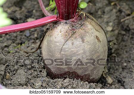 Stock Photo - Beetroot, beetroot (Beta vulgaris). Fotosearch