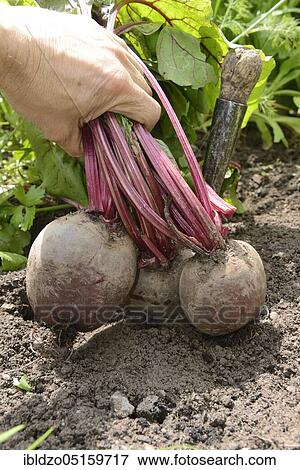 Beetroot, beetroot (Beta vulgaris) View Large Photo Image Stock Photo - Beetroot, beetroot (Beta vulgaris). Fotosearch