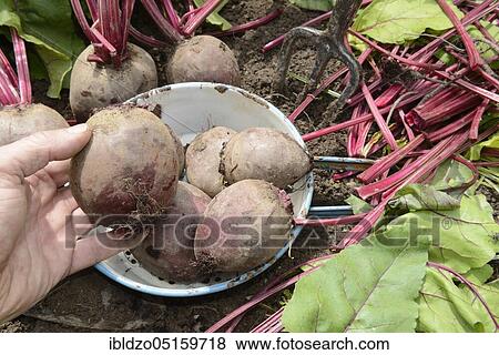 Beetroot, beetroot (Beta vulgaris) View Large Photo Image Stock Photo - Beetroot, beetroot (Beta vulgaris). Fotosearch